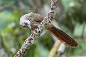 Guacharaca Colombiana