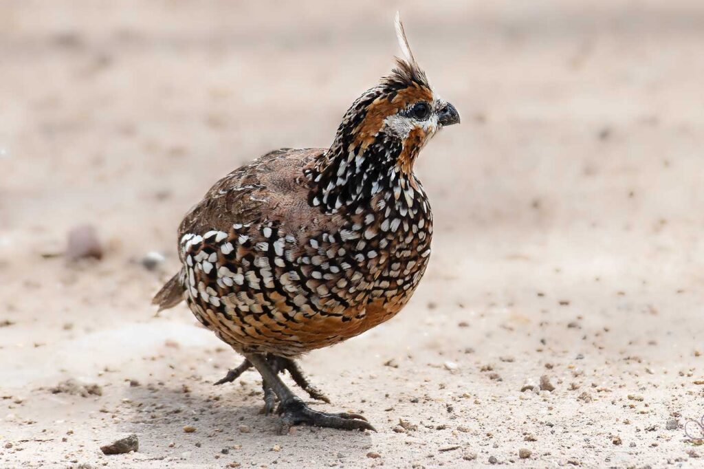 Perdiz Chilindra