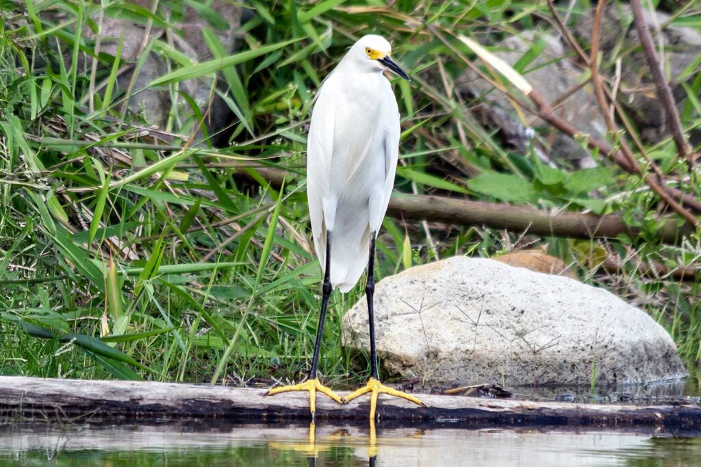 Garza Patiamarilla