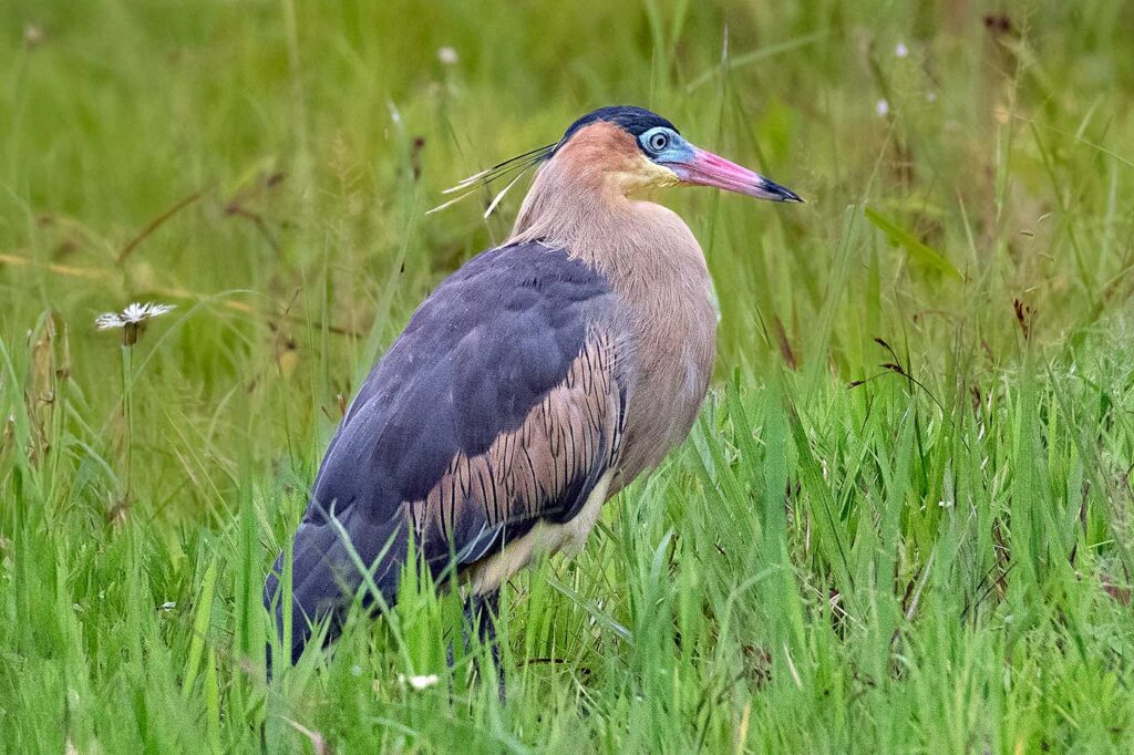 Garza Crestada