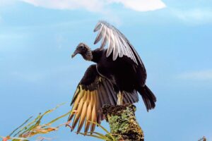 Gallinazo Común