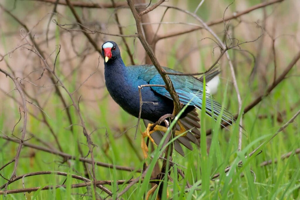 Polla Azul
