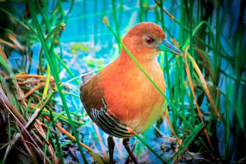 Polluela chocoana