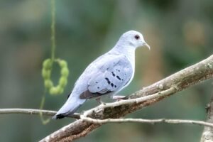 Tortolita Azul