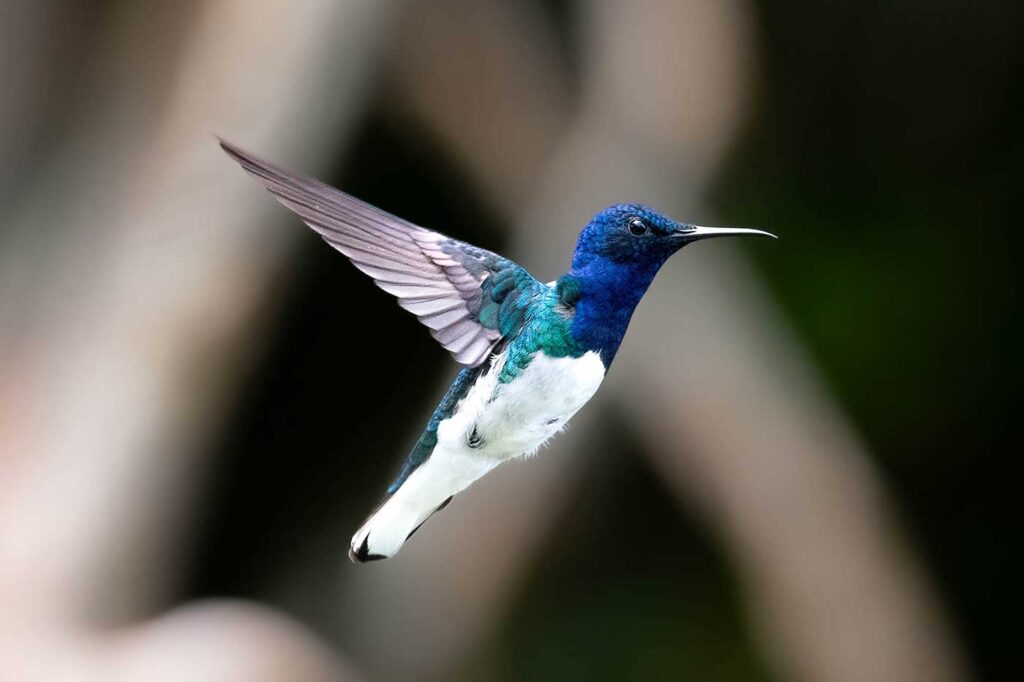 Colibrí Nuquiblanco