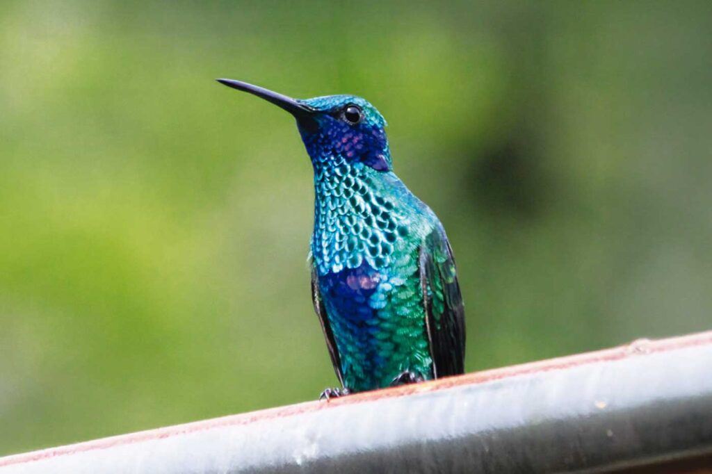 Colibrí Chillón
