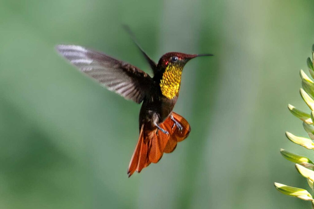 Colibrí Rubí Topacio