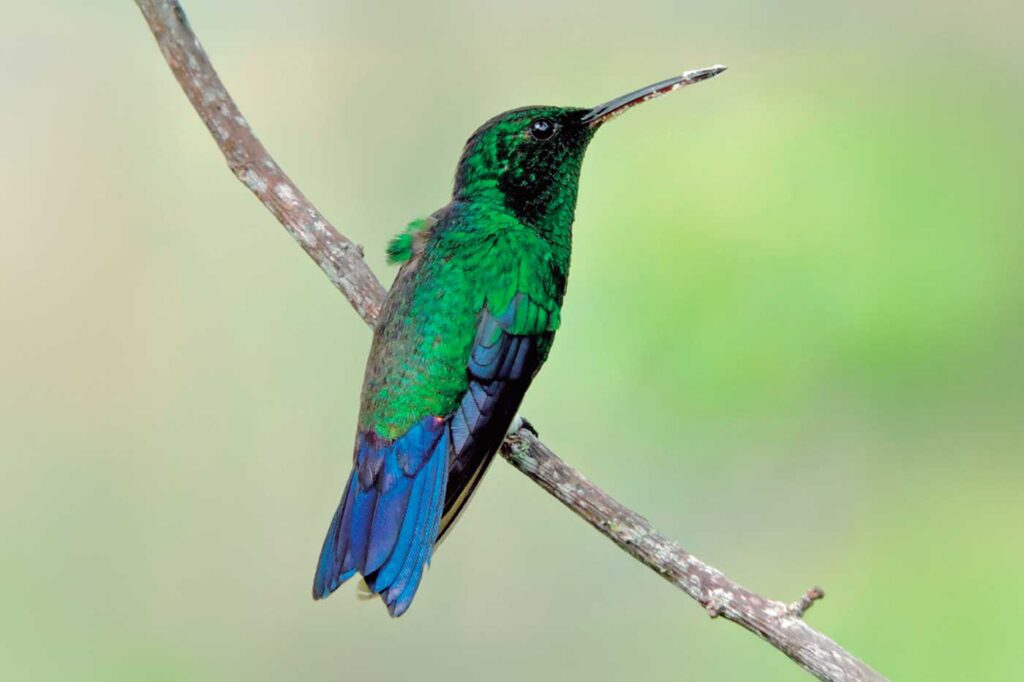 Esmeralda de Pico Rojo
