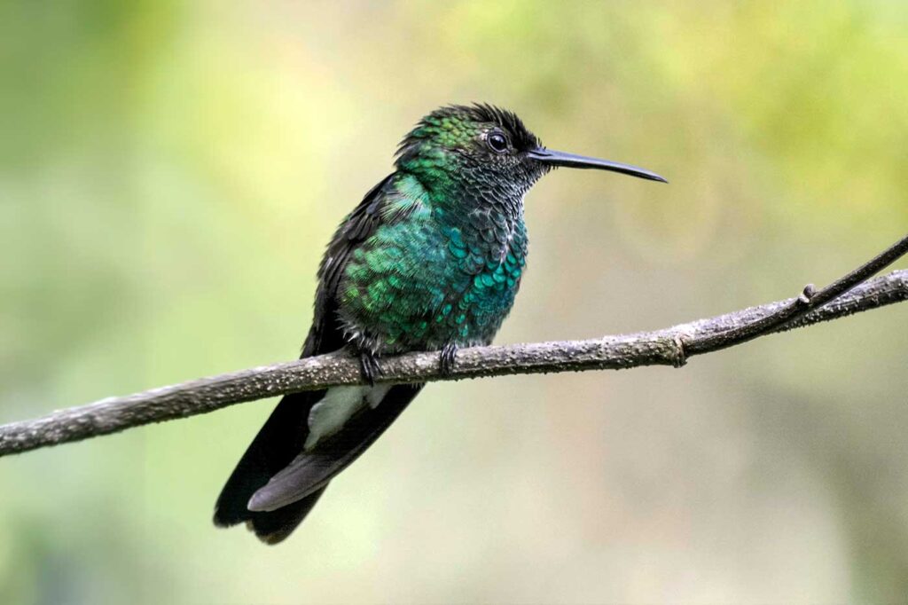 Colibrí de Buffon