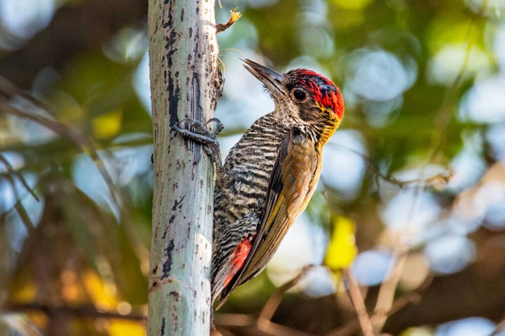 Carpintero Culirrojo