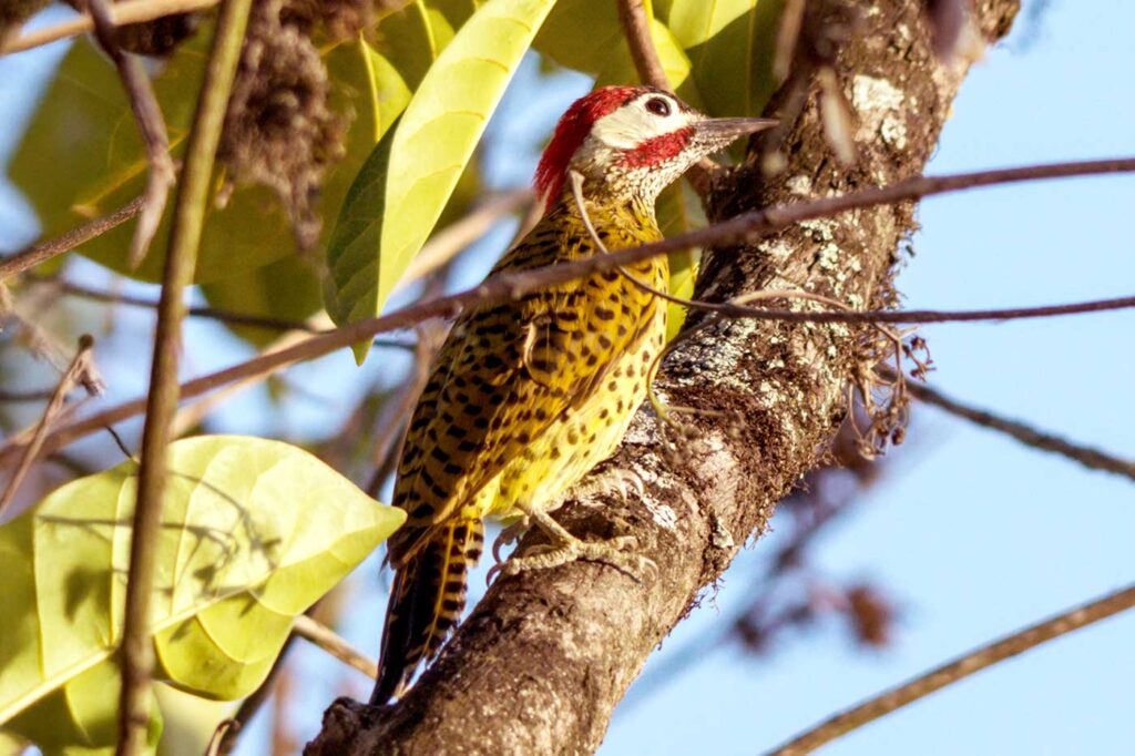 Carpintero Pechipunteado