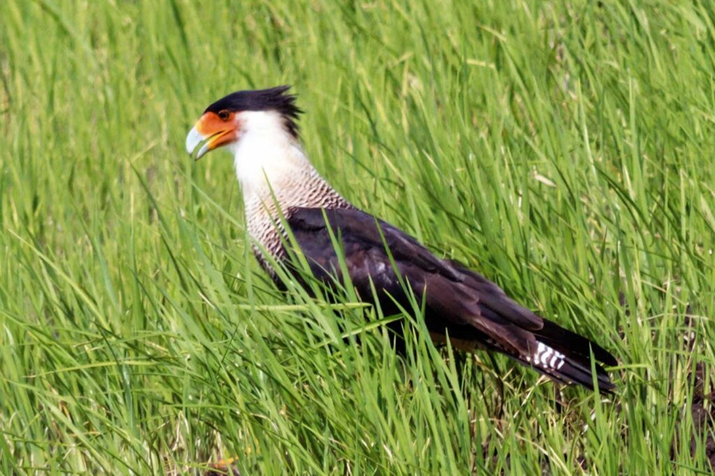 Caracara Moñudo