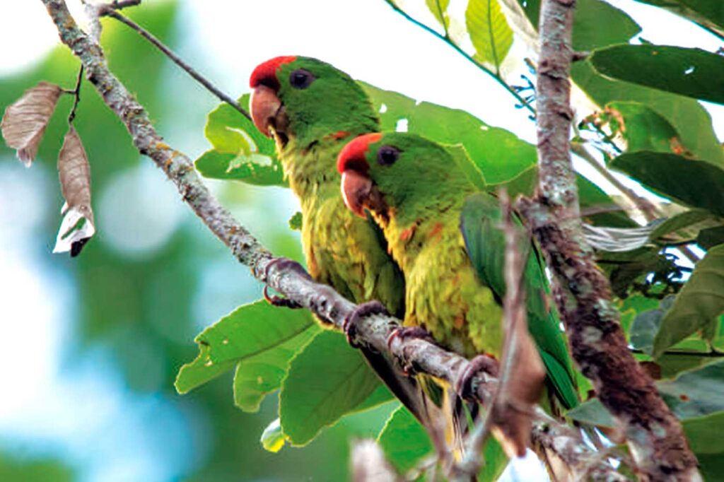 Perico Frentirrojo