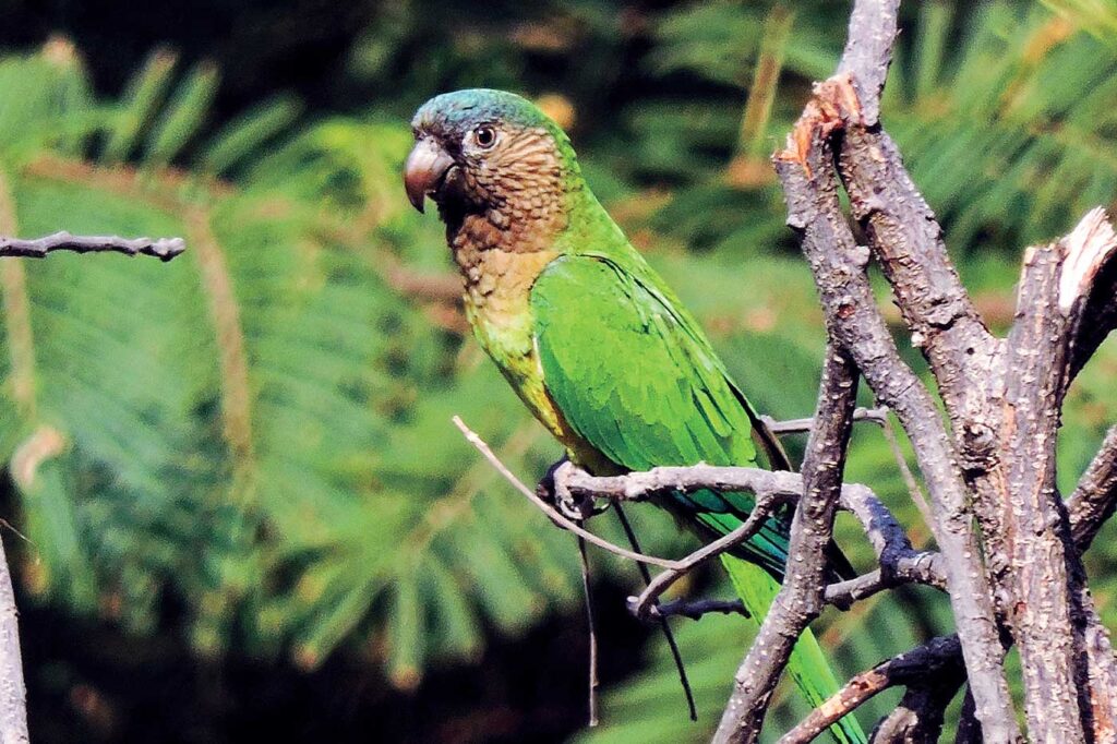 Perico Carisucio