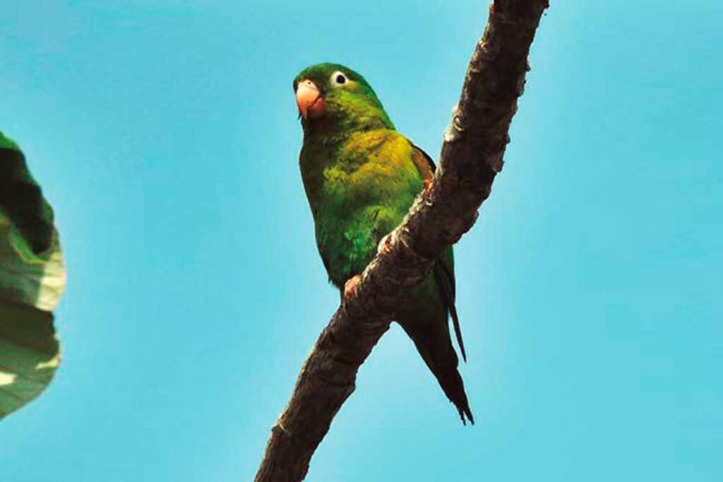 Periquito Bronceado