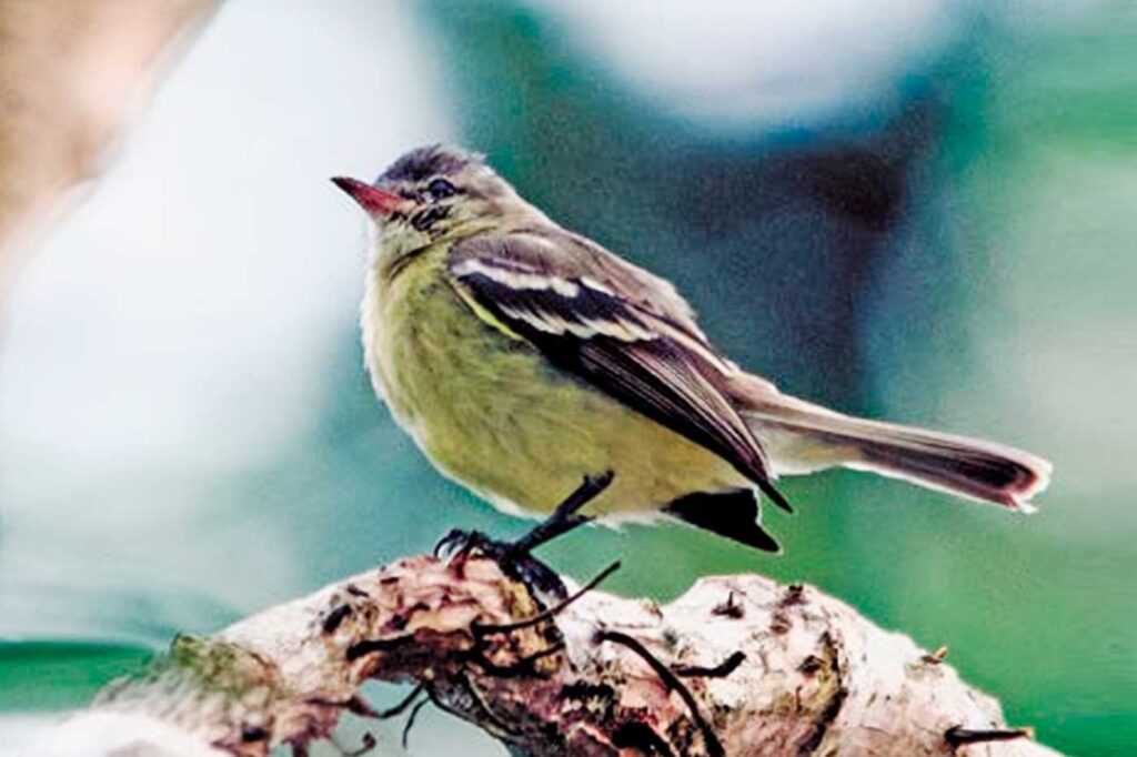 Tiranuelo Silvador