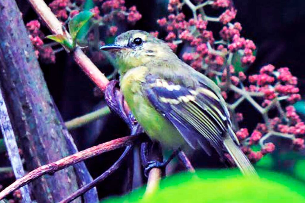 Tiranuelo Amarillo