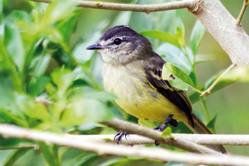Elaenia Selvática