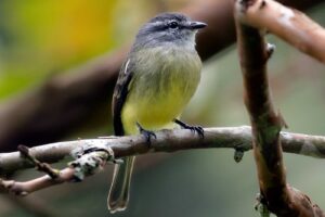 Tiranuelo Cabecigris