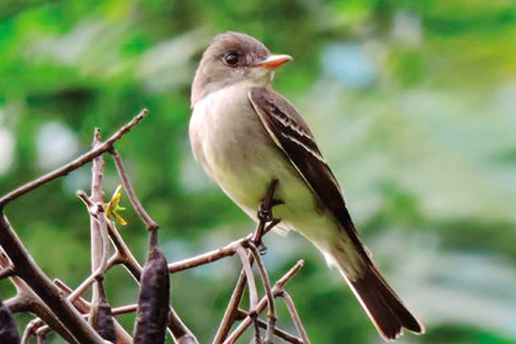 Pibí Tropical