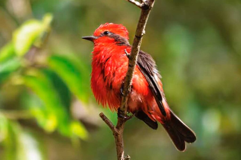Titiribí Pechirrojo