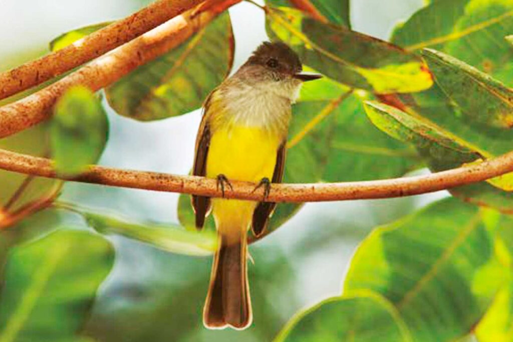 Atrapamoscas Capinegro