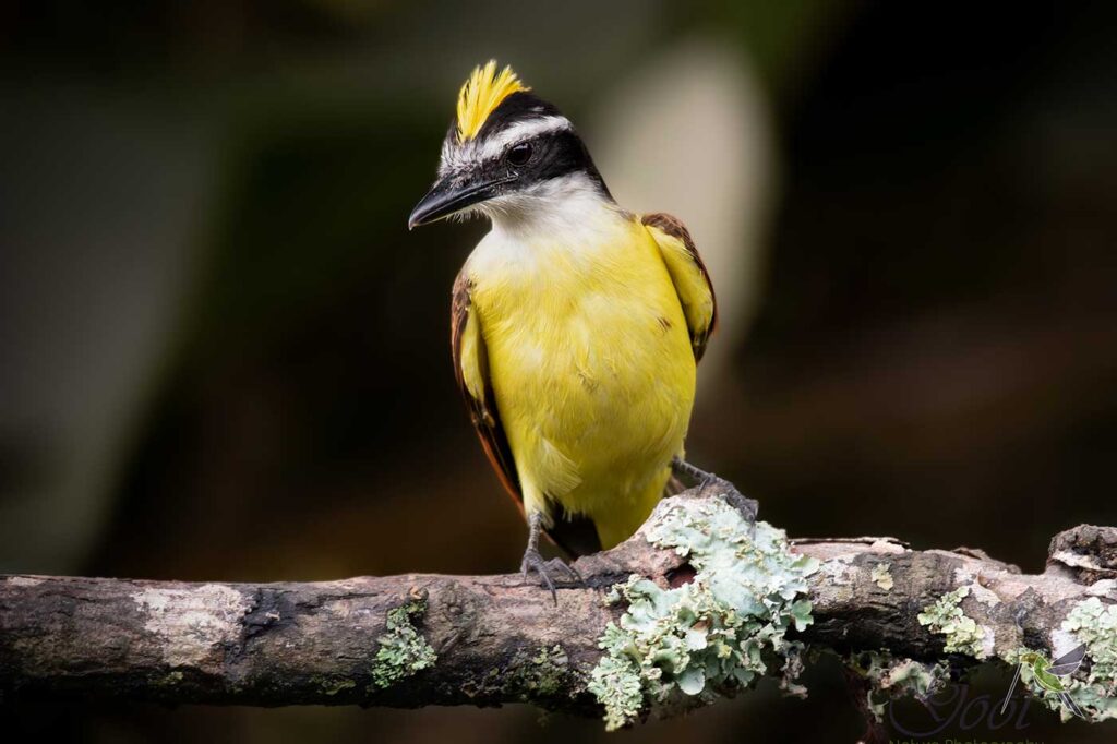 Bichofué