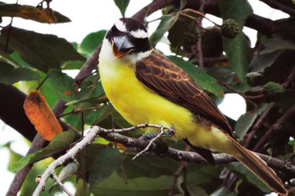 Bichofué Picudo