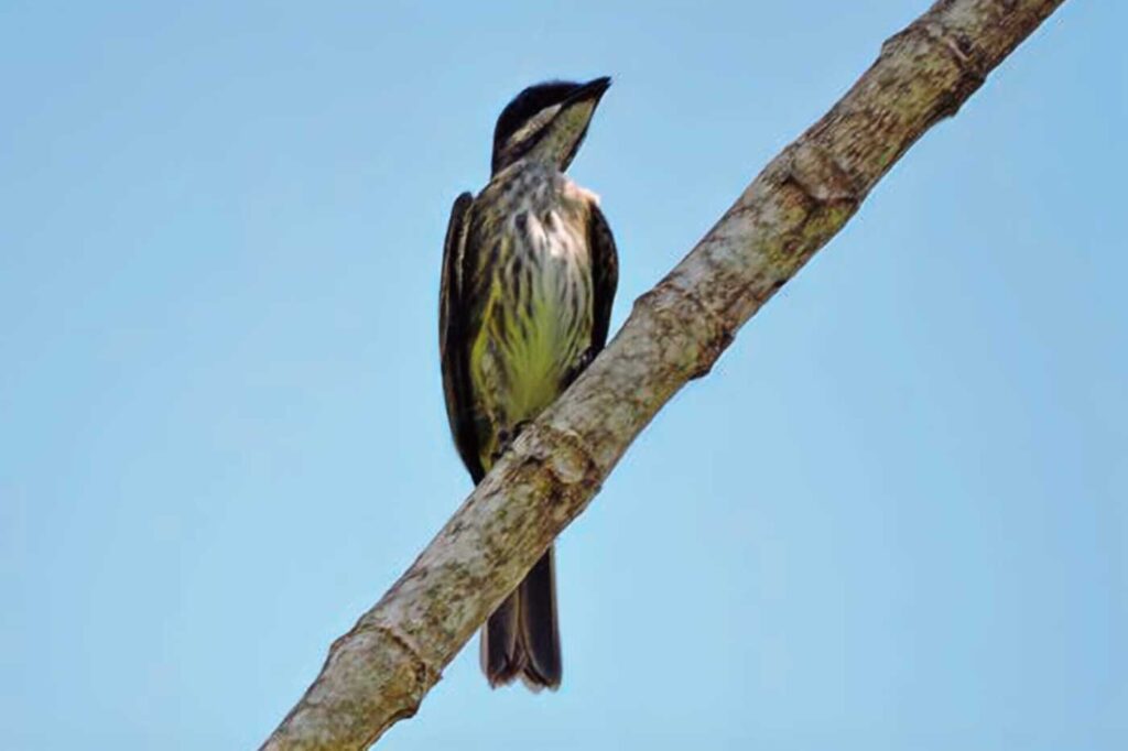 Atrapamoscas Sulfurado