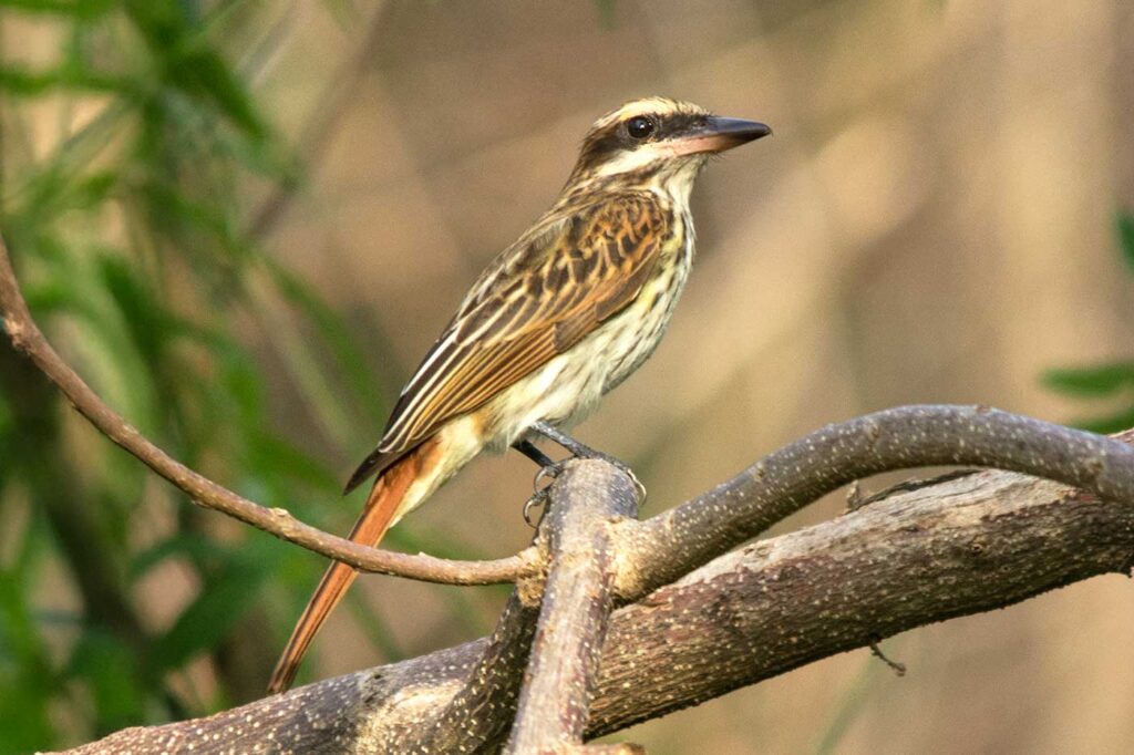 Atrapamoscas Pirata