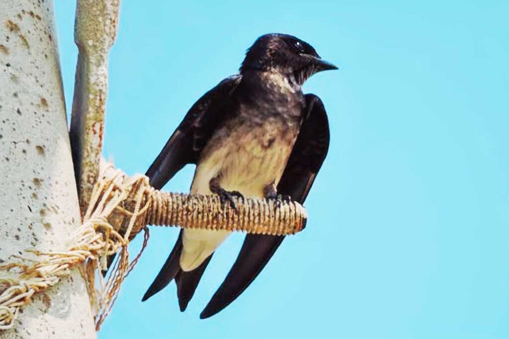 Golondrina de Campanario
