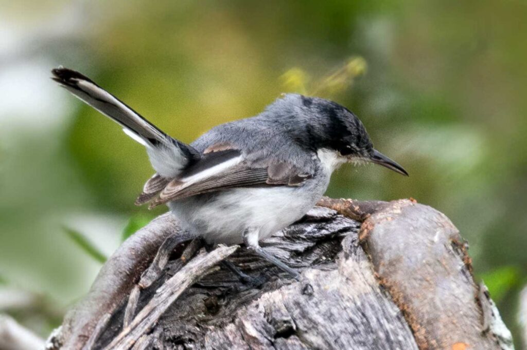 Curruca Tropical
