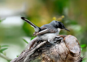 Curruca Tropical