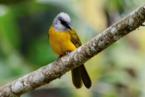 Guicha Hormiguera