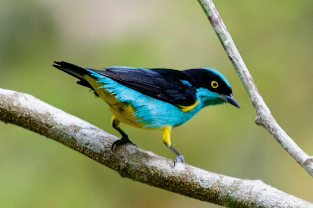 Dacnis Carinegra