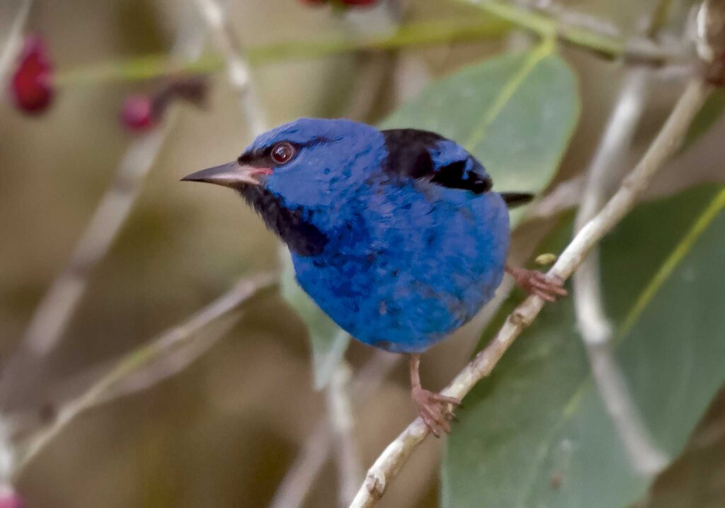Dacnis Azul