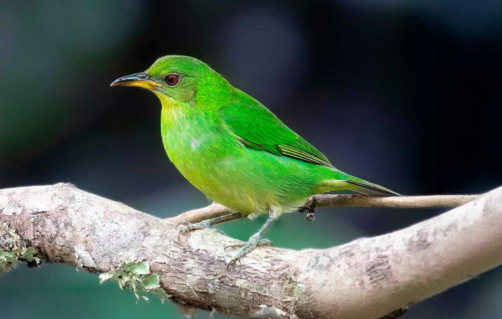 Mielero Verde