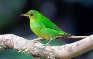 Mielero Verde
