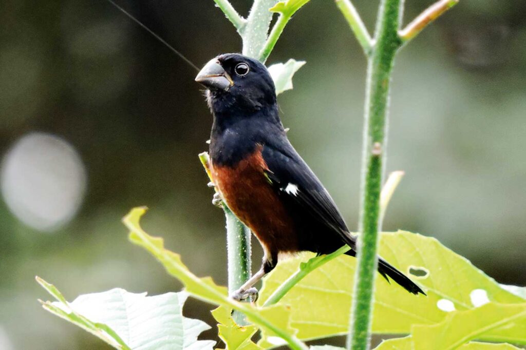 Arrocero Buchicastaño