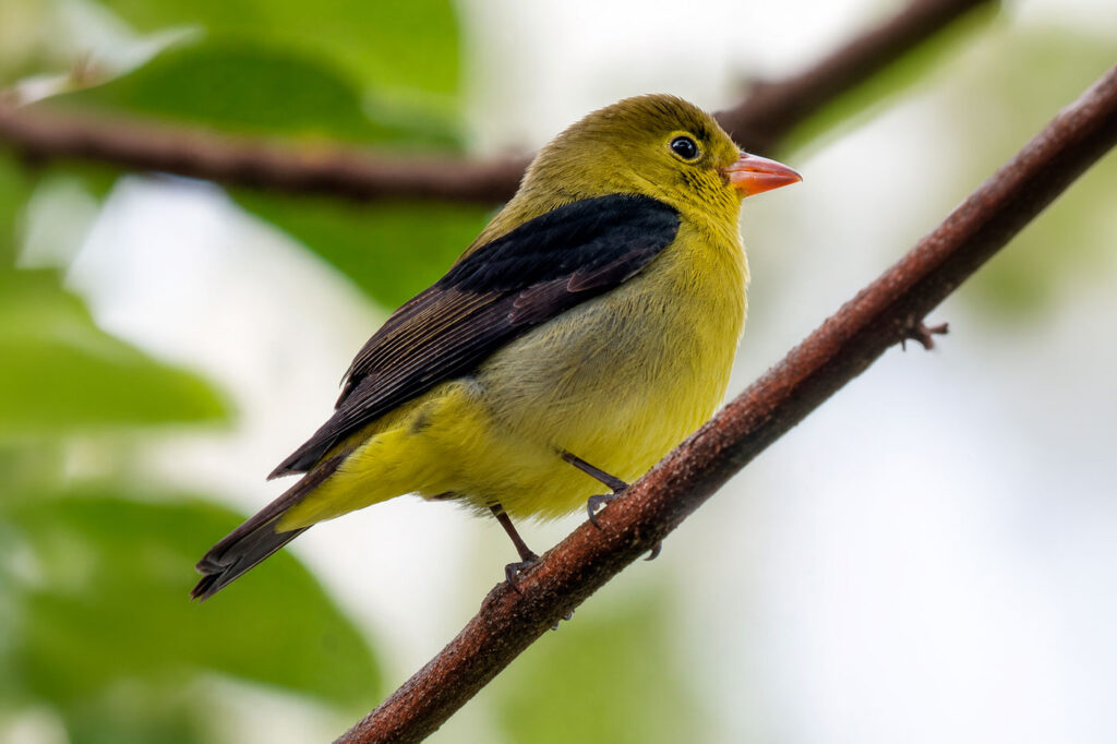 Piranga Alinegra