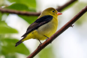 Piranga Alinegra