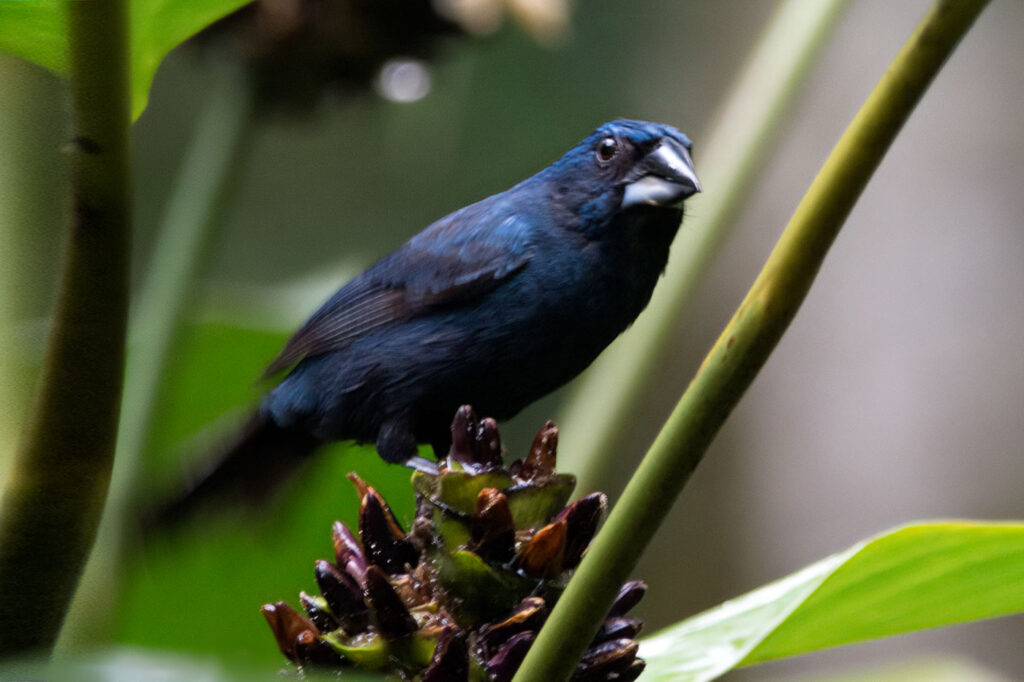 Azulón Silvicola
