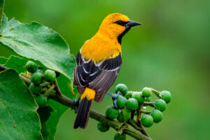 Turpial Amarillo