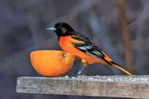 Turpial de Baltimore