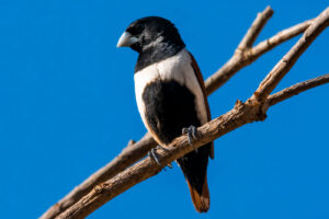 Munia Tricolor
