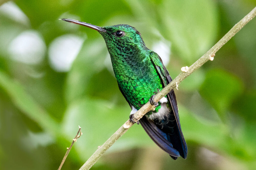 Amazilia Verdiazul