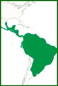 Mapa de distribución