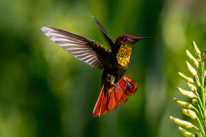 Colibrí Rubí Topacio