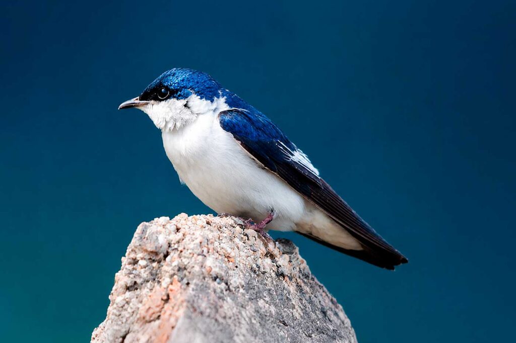 Golondrina Blanquiazul