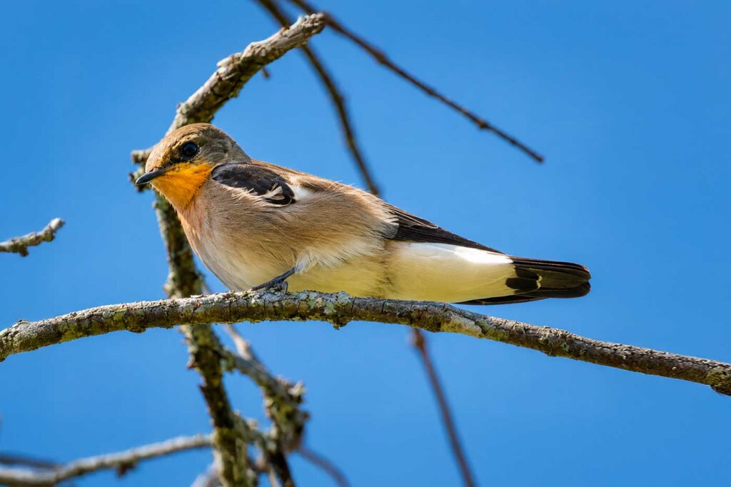 Golondrina Barranquera